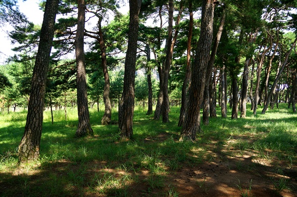 아름다운 솔밭으로 류건춘은 만송의 사계를 노래했다. 편안한 시절에는 마을사람들의 쉼터이고 세상이 어지러울 때에는 역사적인 현장이었다. 