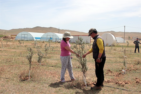 몽골 사막화방지를 위해 서울시에서 지원하는 프로젝트에 유실수인 비타민나무가 자라고 있다. 신기호 신부가 현장매니저와 나무를 점검하고 있는 모습