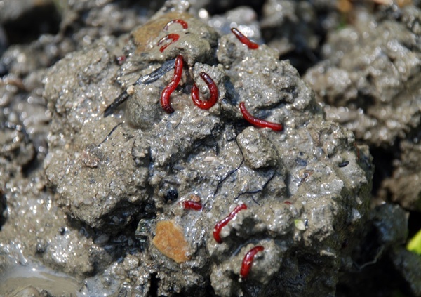 4급수 지표종의 붉은 깔따구 금강에서 발견된 4급수 지표종의 붉은 깔따구.