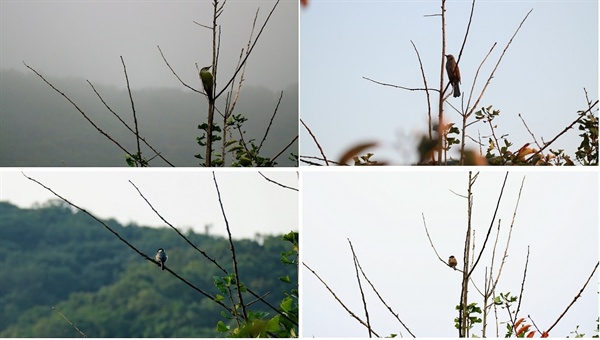  우리 집 옆 나무에는 산새들이 찾아온다. 왼쪽 위에서 시계방향으로, 청딱따구리, 직박구리, 참새, 박새다.
