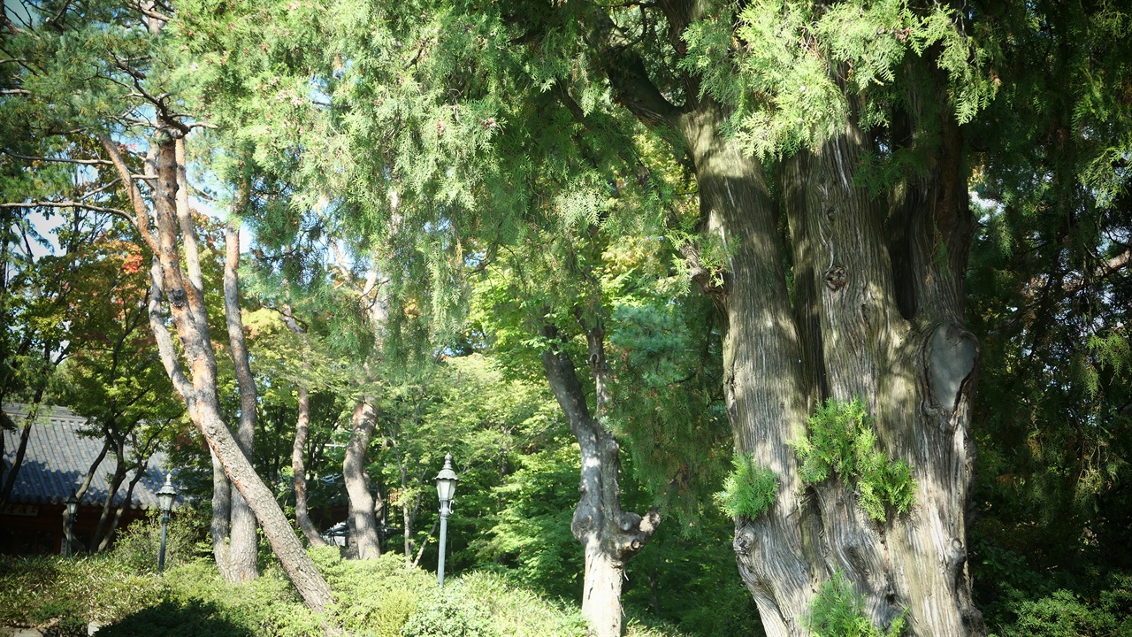 수령 300년으로 천연기념물 제255호로 지정된 공관의 측백나무