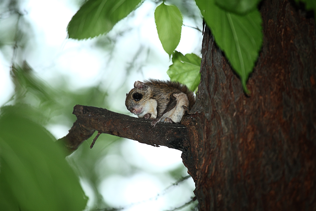 보문산에서 발견된 하늘다람쥐(자료사진).