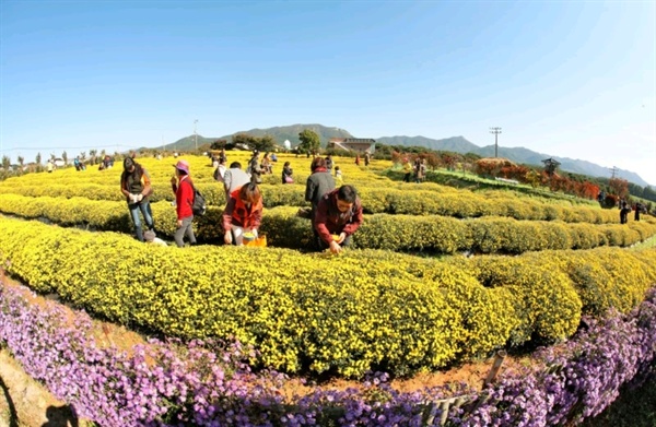  서산국화축제에서는 식용국화 따기, 국화차 시음, 국화 비누, 향초, 화관, 압화 만들기를 직접 체험할 수 있다.(지난해 방문객들이 식용국화따기 체험을 하는 모습이다)