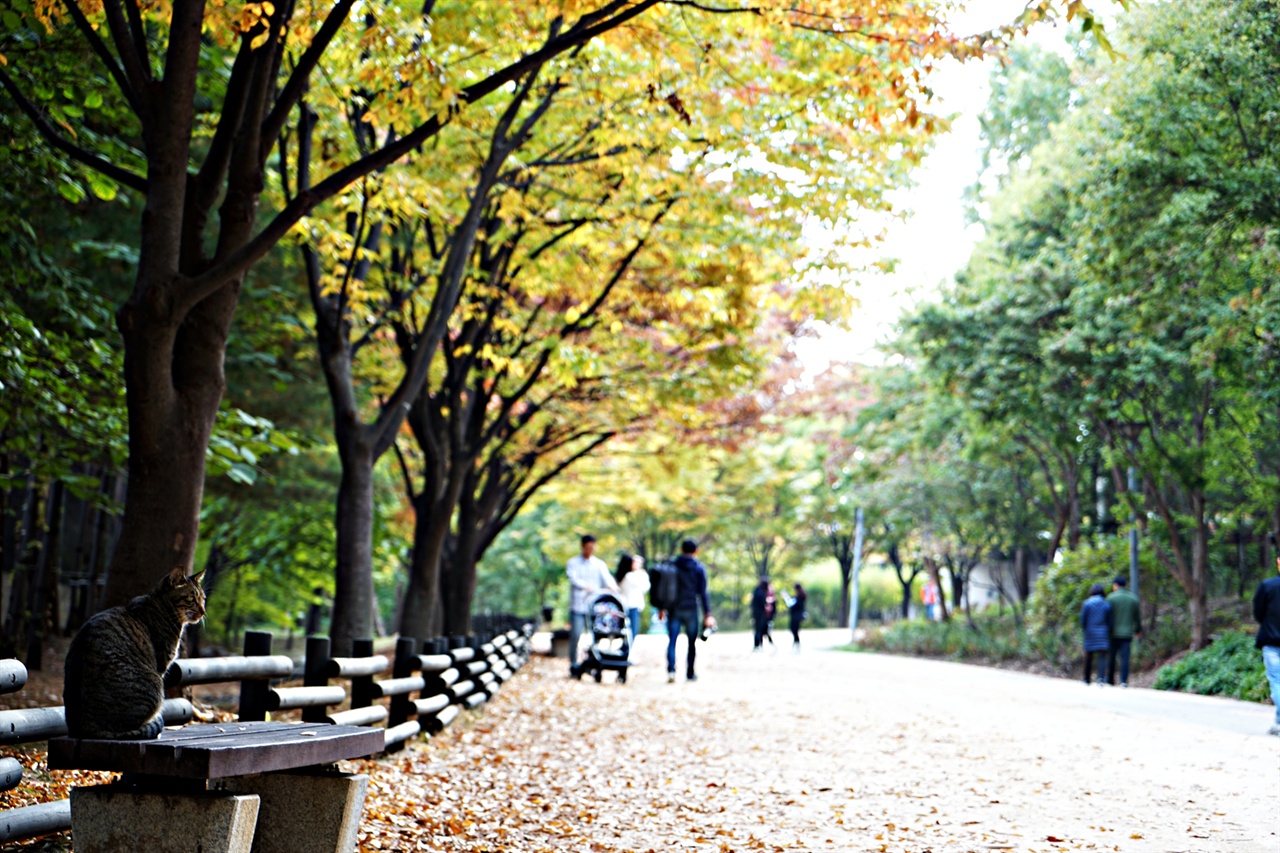 가을이 무르익은 서울숲. 길양이도 나들이 나왔습니다.