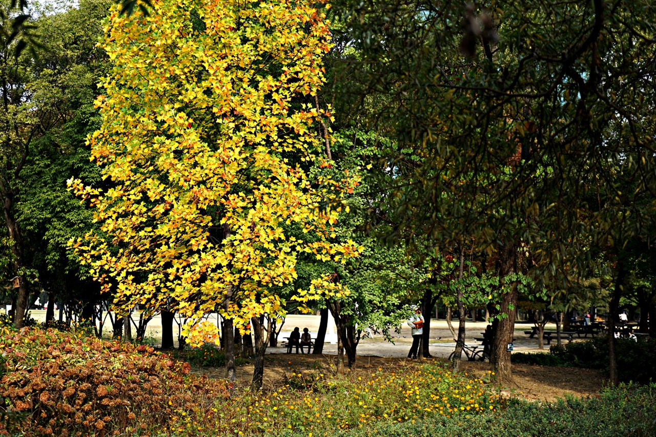 단풍이 아름다운 서울숲. 밴치에서 휴식을 취하고 있는 시민