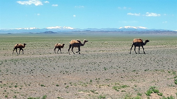  저 멀리 설산을 배경으로 사막을 걷는 낙타들 모습