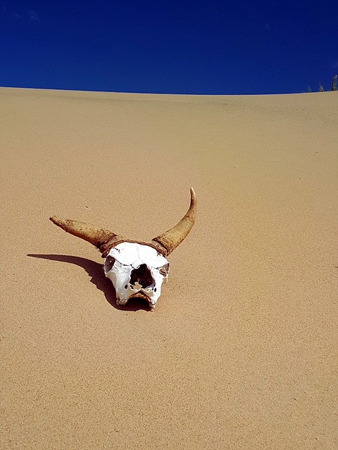 몽골 사막에 홀로 남겨진 소 두개골 모습이 인상적이다. 한때 몽골 초원을 누비며 유유자적하던 소가 모래외에는 아무것도 보이지 않는 사막에 흔적을 남겼다. 소가 남긴 흔적도 사막의 세찬 모래바람 때문에 언젠가는 한줌의 모래로 돌아가는 게 자연의 법칙이다.  