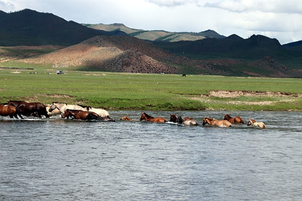 더위를 피해 강물에 들어갔던 말들이 반대쪽 풀밭으로 이동하고 있는 모습