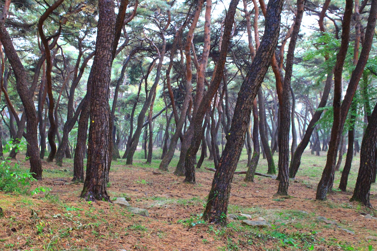 경주 배동 삼릉 솔숲 모습