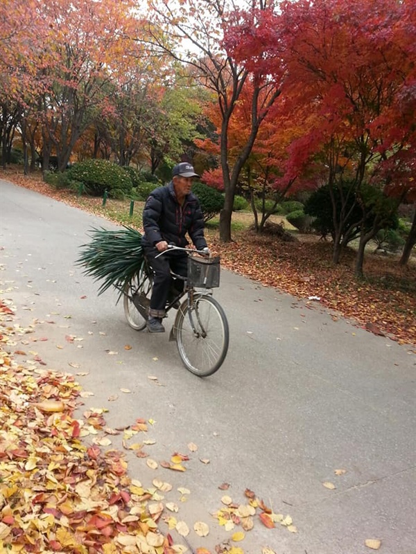  잘 익은 가을 사이로 대파 한 단 싣고 가는 산황동 노인.   평화롭게 농사 지으며 살 권리를 골프장, 자동차전용도로라는 몽둥이로 두들겨 패는 고양시장과 정치가들. 