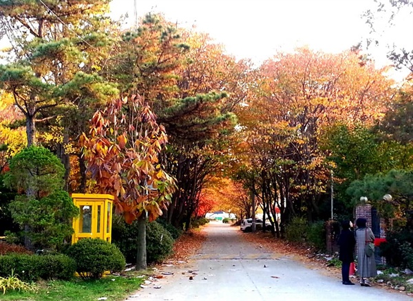 정원길의 가을 빛 빈 터였던 곳에 40년 전부터 나무를 심고 가꾸어온 손길이 있다. 계절이 바뀔 때마다 그 수고에 감사를 드린다.    
