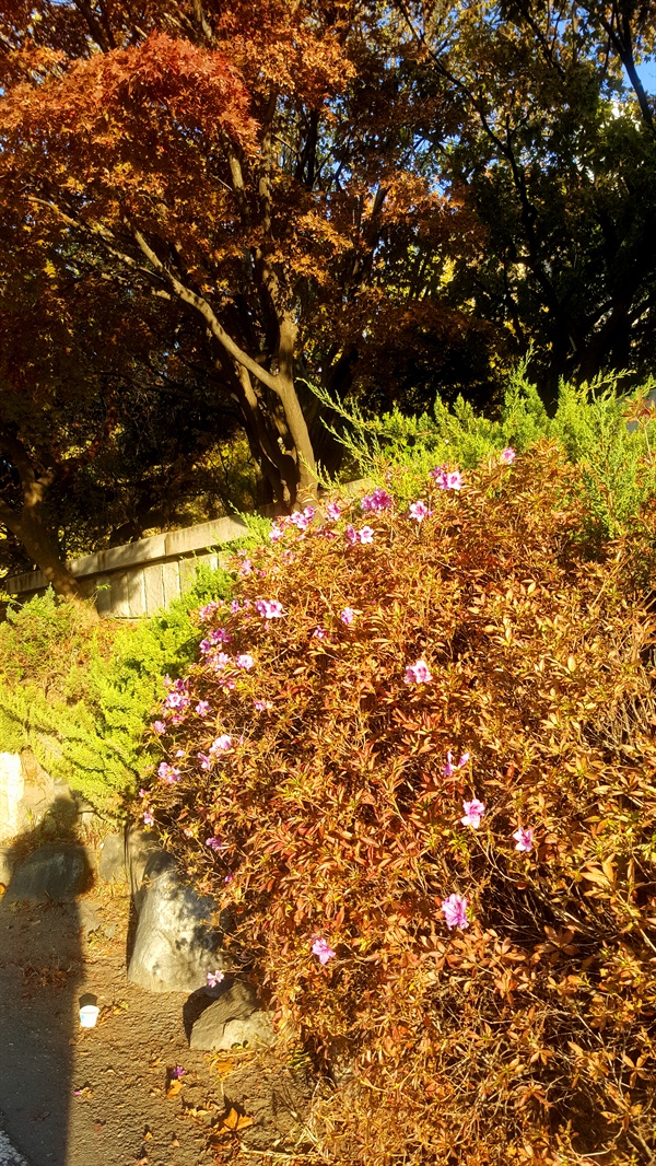 (구)인천 전문대학교 인근에 철쭉꽃이 개절을 잊고 피었다.