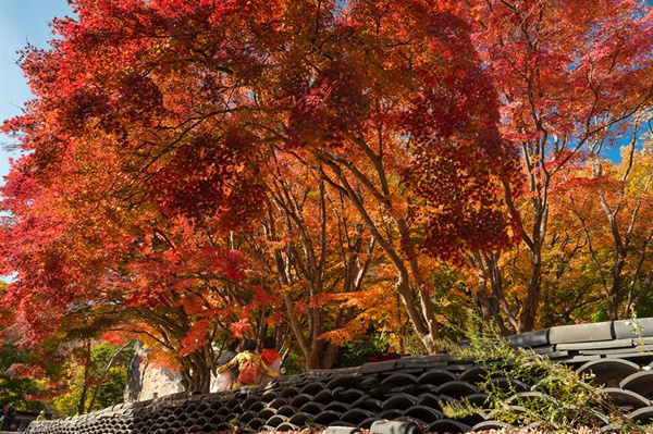 따사로운 가을 햇살에 물든 도솔암의 단풍나무 군락