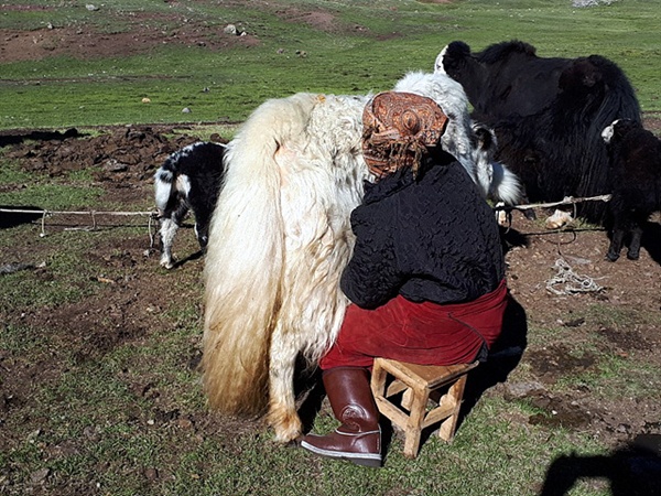 타왕복드 베이스캠프(2311m)에 살고있는 카자크족 여인이 야크젖을 짜고 있는 모습