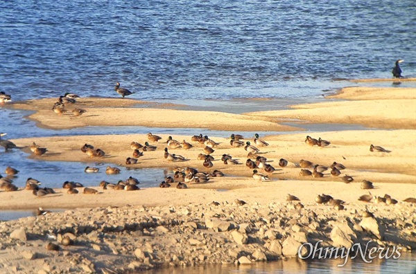 11월 9일 오후, 낙동강 창녕합안보 상류지역인 창녕남지 쪽의 모래톱에 많은 새들이 찾아와 있다.