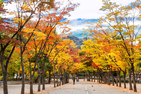 울긋불긋 단풍이 지는 서울동물원 내부의 산책로