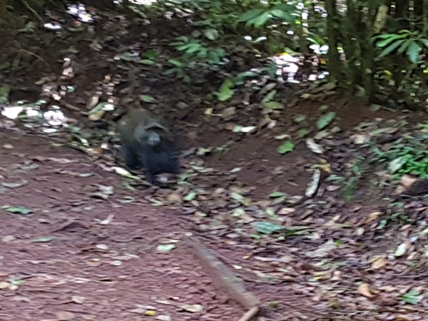 도처에서 얼룩 콜롬버스 원숭이, 파란 원숭이, 침팬지, 들쥐, 두더지, 다양한 빛깔의 새 등을 목격할 수 있었다. 갑자기 뛰쳐나와서 카메라가 약간 흔들렸다. 사람 몸통만한 크기의 침팬지로 생각된다.  
