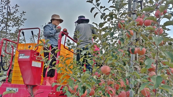 전북 장수 이레농장의 김금자씨 부부가 사과를 수확하고 있다. 
