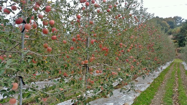 사과나무 수형을 높게 키워 좁은 땅에서 많이 수확을 하는 세장추방추형이다.
