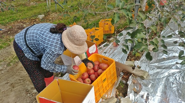 이레농장의 김금자 대표가 갓 수확한 사과를 상자에 담고 있다.
