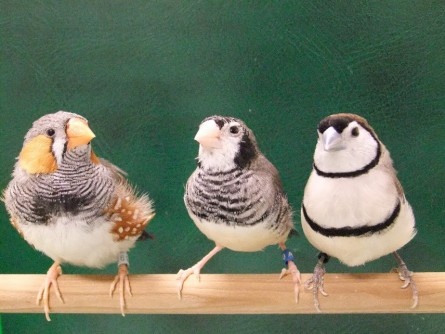 얼룩말 되새(왼쪽)와 올빼미 되새(오른쪽). 가운데는 이들 사이에 태어난 혼혈 되새. 