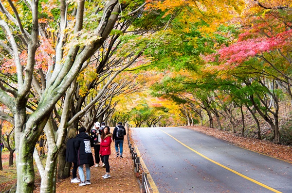  단풍 성수기에는 하루 10만의 인파가 몰리고 연중 100만 이상의 관광객이 찾는 내장산은 500여 년 전부터 단풍 명소로 널리 알려졌다.