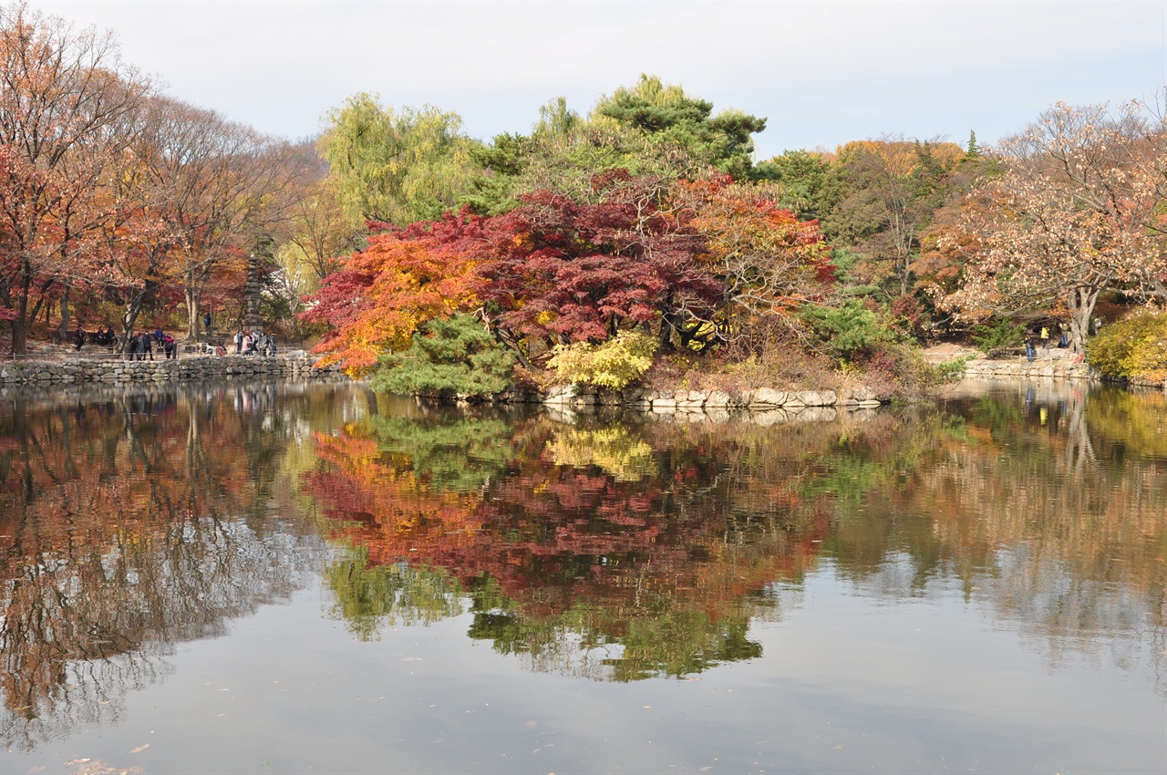 창경궁의 춘당지에 빠진 단풍.