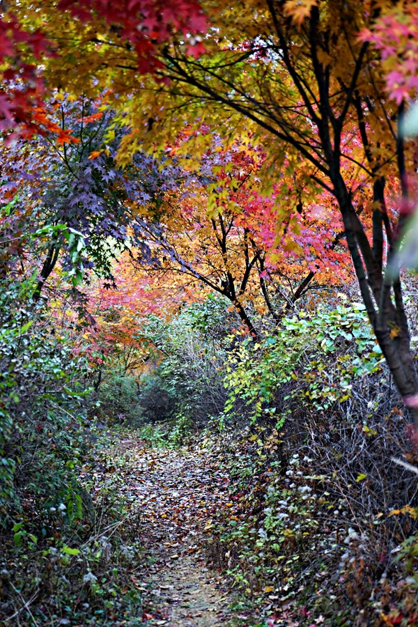 봉산 산책로