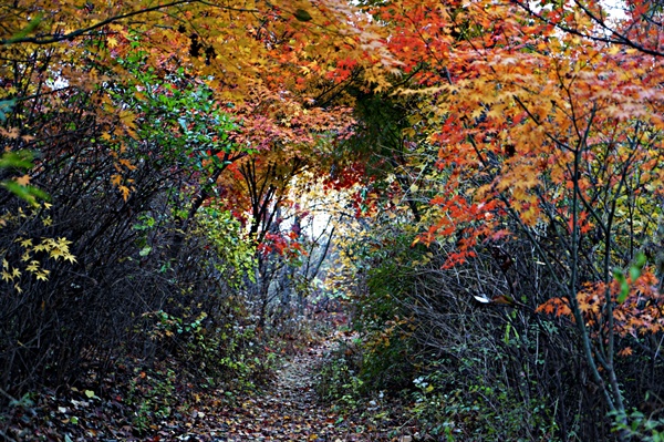 봉산 산책로의 단풍