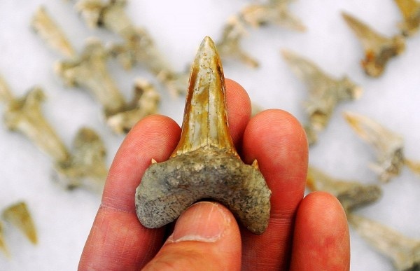 9100만년 전 공룡시대에 살았을 것으로 추정되는 상어의 이빨 화석. 