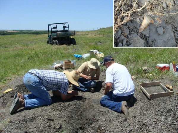 미국 캔자스주 팁톤 인근 지역의 한 목장에서 2010년 발굴팀이 9100만년 전 살았을 것으로 추정되는 상어의 이빨 화석 등을 가려내고 있다. 