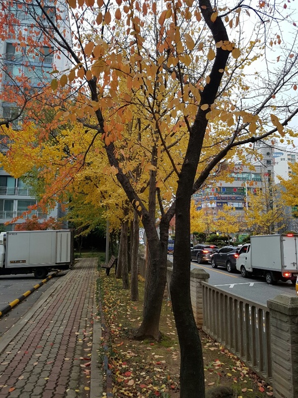 아파트 에서 낙엽지는 가을 