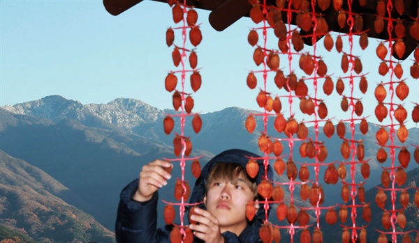 함양 마천면 창원산촌생태마을 농민의 곶감 말리기.