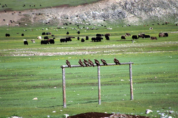 바양올기 인근 마을 모습으로  유목민들이 야크를 키우는 목책에 7마리의 독수리들이 앉아있었다. 독수리가 얼마나 많은 지 알 수 있었다 