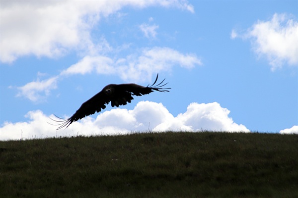 먹이를 쫓아 급강하하는 독수리 모습은 흡사 전투폭격기 같은 모습이었다.  우연히 필자 머리위로 날아가는  독수리 모습을 촬영했다