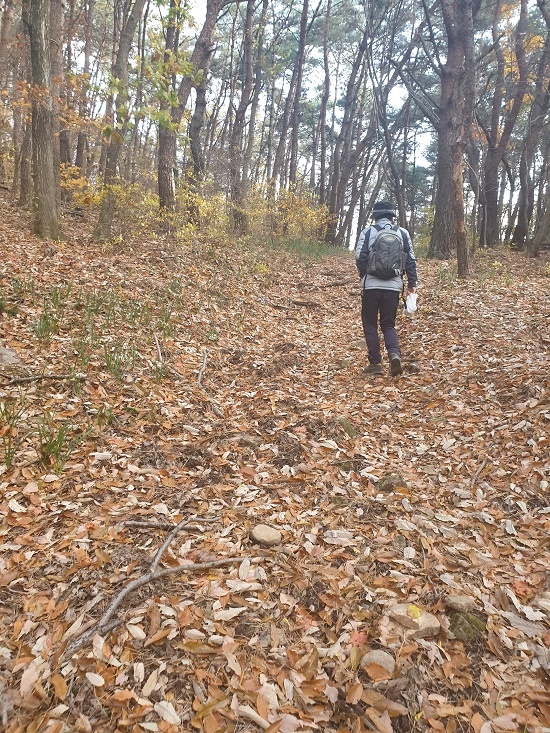 연화산 꽃무릇이 자생한 산길을 선두에서 걸어가는 리더. 