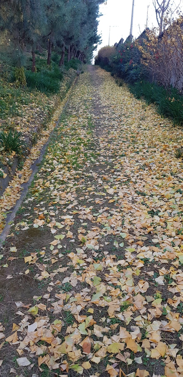  수도원 안의  산책길에 쌓인 낙엽들