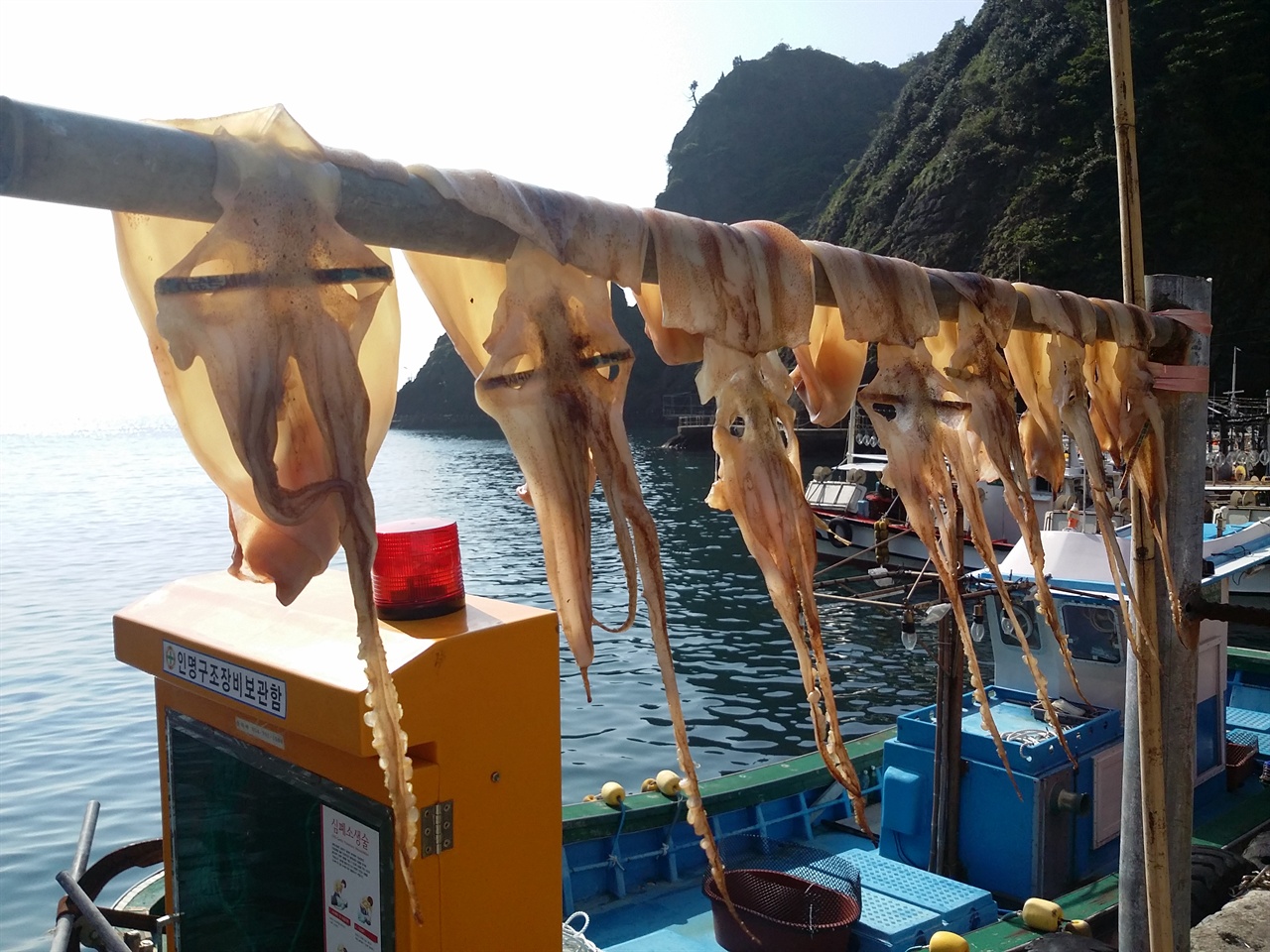 오징어가 말라가는 울릉 도동항 풍경.