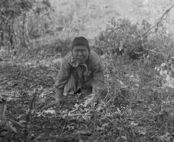   사람도 짐승이 된다. 한 인민군 병사가 유엔군 총구 잎에서 짐승처럼 기어오면서 투항하고 있다(1951. 9. 20..