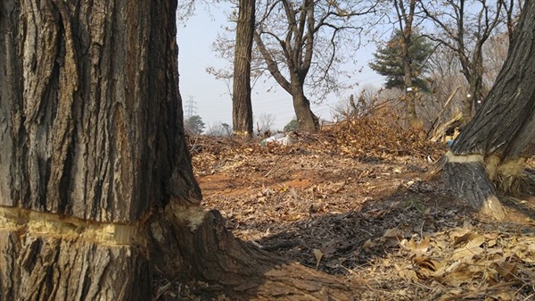 물관부와 체관부를 제거하면 나무는 서서히 말라 죽는다. 2016년 3월 이렇게 만든 나무 다섯 그루가 이번 12월에 뿌리째 뽑혔다.  