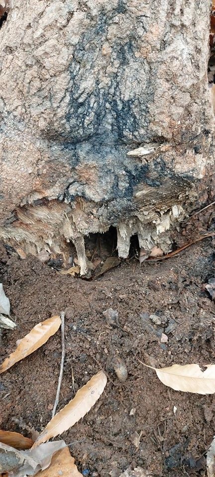 뿌리에 약품을 부은 후 약해지면 연장으로 찍어 넘어뜨렸다. 뿌리가 있던 흙에는 죽은 매미 애벌레가 보인다. 