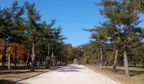 오릉으로 가는 길이 나무숲 사이에 나 있다.