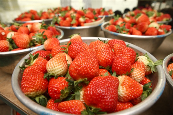 김해한림 딸기, 홍콩에 수출.