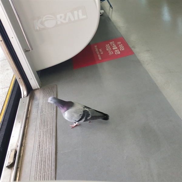 동해선 경전철에서 만난 비둘기. 내 신세 같다. 