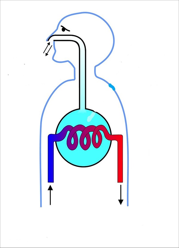 사람은 폐(하늘색 부분)에서 공기 흐름이 양방향이며, 이 과정에서 산소와 이산화탄소가 교환된다.