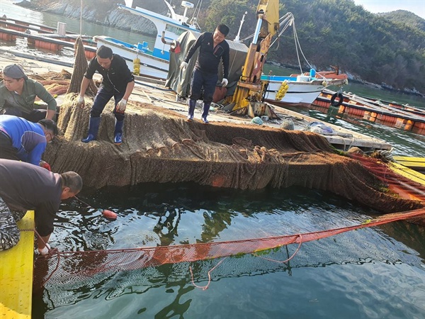 경남 고성 가두리양식장에서 자란 '자주복'이 일본에 수출된다.