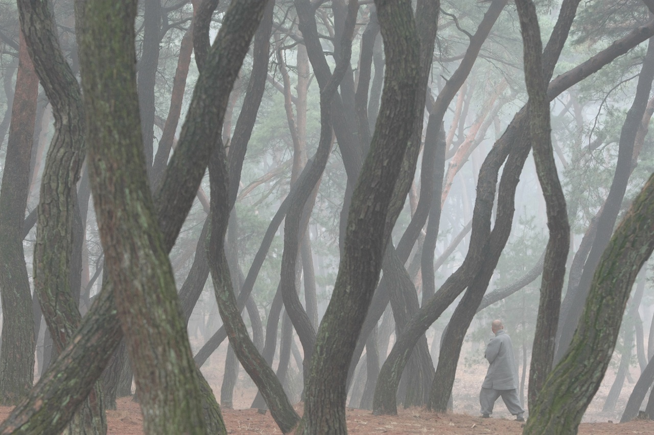 경주 삼릉 인근 소나무 숲.