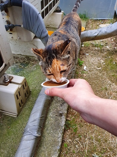 충남교육청 직원들이 돌보고 있는 길고양이 