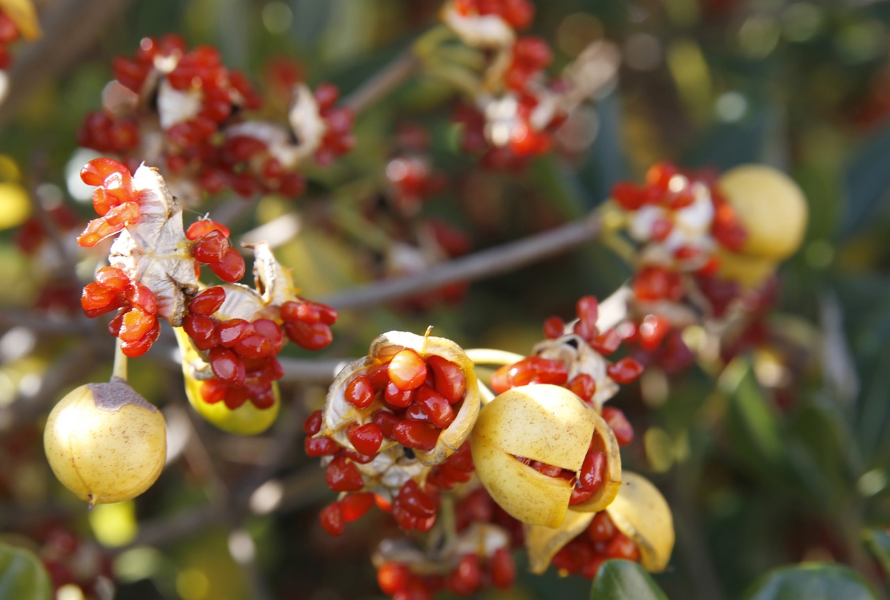  섬길을 걸으면서 만난 돈나무 열매. 언뜻 석류 같다. 빨간 루비를 닮은 열매가 노란 껍질과 어우러져 환상경을 연출하고 있다.