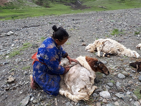 유목민 아주머니가 양털을 깎고 있는 모습